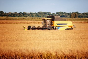 Fototapeta premium Combine working in fields