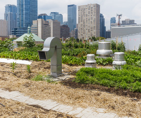 Urban Rooftop Farm