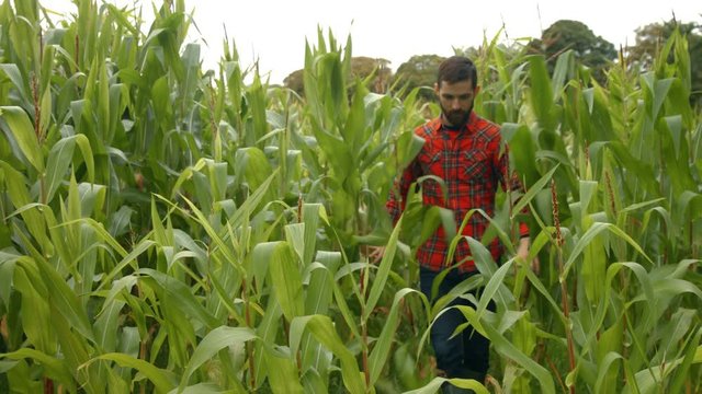 Handsome man walking in a cor planting and smiling at the camera