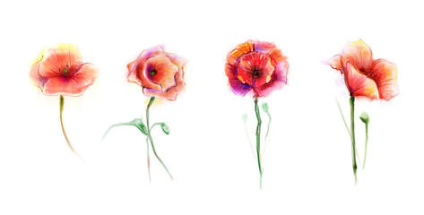 Naklejka premium Watercolor painting poppy flower. Isolated flowers on white background. Set of Pink and red poppy flower painting. Hand painted watercolor floral, flower background.