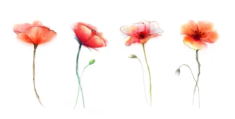Foto op Plexiglas Watercolor painting poppy flower. Isolated flowers on white background. Set of Pink and red poppy flower painting. Hand painted watercolor floral, flower background. © nongkran_ch