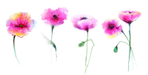 Fototapeta premium Watercolor painting poppy flower. Isolated flowers on white background. Set of Pink and red poppy flower painting. Hand painted watercolor floral, flower background.