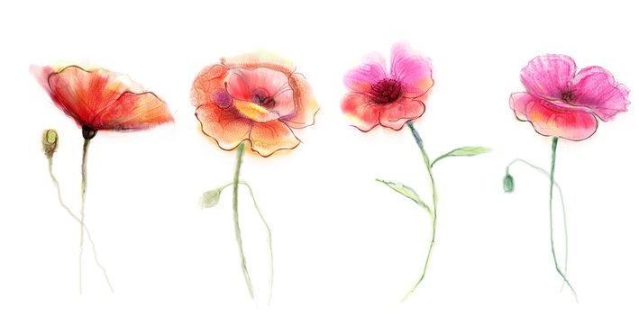 Watercolor painting poppy flower. Isolated flowers on white background. Set of Pink and red poppy flower painting. Hand painted watercolor floral, flower background.