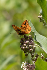 Great Spangled Fritillary butterfly, Speyeria Cybele, a member of the Nymphalidae family, on Milkweed flower, portrait