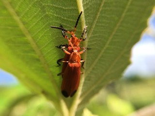 insect life, bug, nature