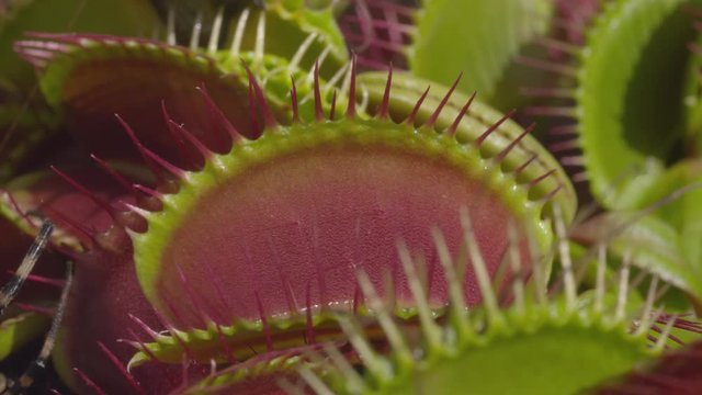 CLOSE UP: Spider gets caught in snap trap carnivorous plant