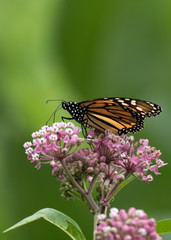Monarch Butterfly (Danaus Plexippus), a member of the Nymphalidae family is perched down low on Milkweed flower, portrait