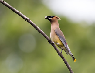 Beautiful Cedar Waxwing male (Bombycilla Cedrorum), a member of the Bombycillidae family, is perched on a single branch 