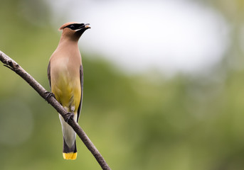 Beautiful Cedar Waxwing male (Bombycilla Cedrorum), a member of the Bombycillidae family, is perched on a single branch looking left