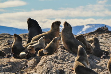 Sea lions on a rock with mountains in the background.