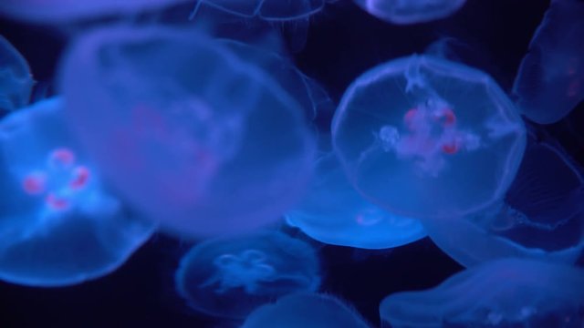 Moon Jellyfish Aurelia Aurita 17