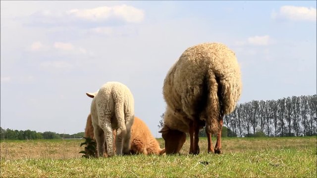 lambs with ewe on meadow
