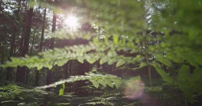 SLOW MOTION: Sun shining through green leaves of young fern