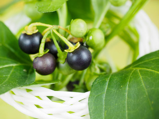 Black nightshade