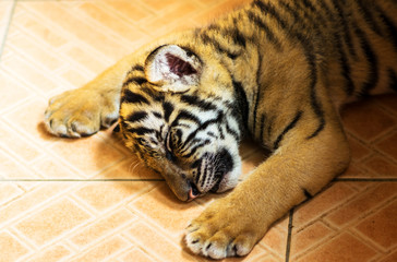 A baby tiger to sleeping on the floor