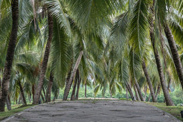 Coconut leaves in farm