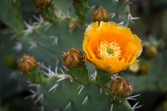 Blooming Prickly Pear