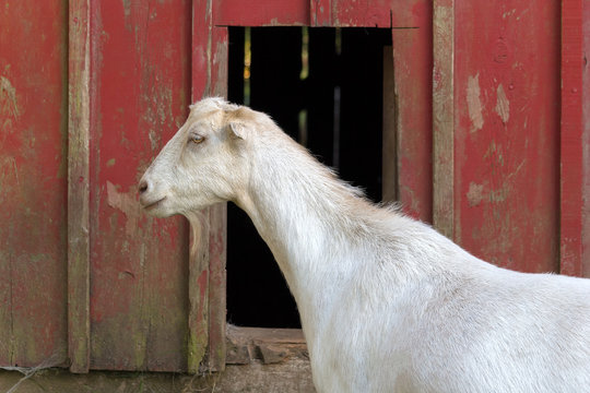Goat by the Red Barn