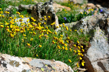Yellow Ross Alpine Aven Wildflower Flower with Rocks