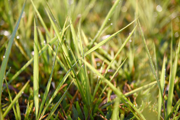Bright spring grass field with sunlight background