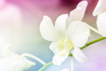 Orchid white flowers to soften and blur style in pastel tones for background