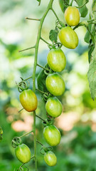 tomatoes plants in the vegetable garden.