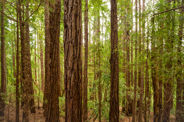 Obraz premium Sequoia