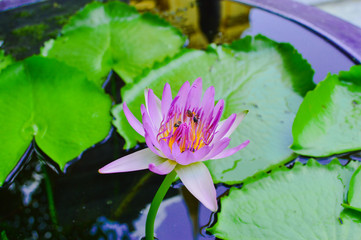 pink lotus flower in the pond with green leaves blurred on background
