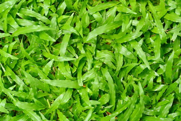 Green grass texture,Green football field grass . Green grass texture from a field . 
