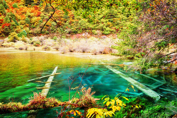 Azure crystal water of lake with submerged tree trunks in autumn