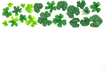 flat lay of green leaves as frame border on white background