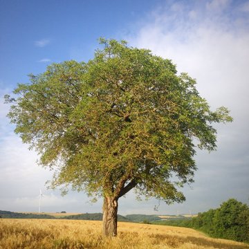 walnussbaum