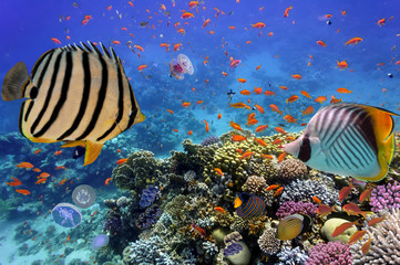 Naklejka na ściany i meble Coral reef with fire coral and exotic fishes at the bottom of co