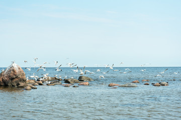 Birds and sea.