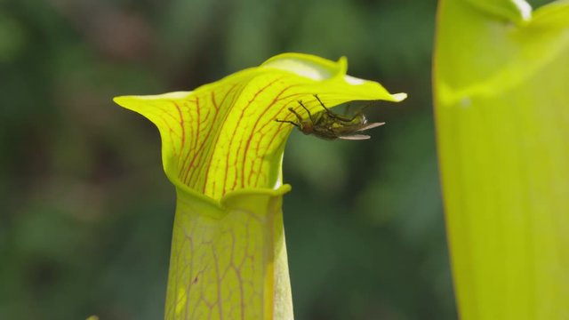SLOW MOTION: Fly eating the juice of carnivorous plant