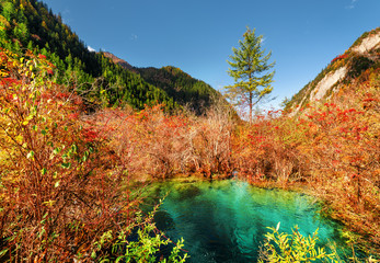 Amazing pond with emerald water among colorful fall forest