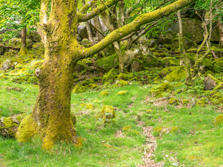 Green tree in forest