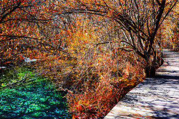Wooden boardwalk across scenic fall woods along azure lake
