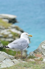 Seagull pearhed on cliff by coast