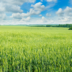 Fototapeta premium field and blue sky with light clouds