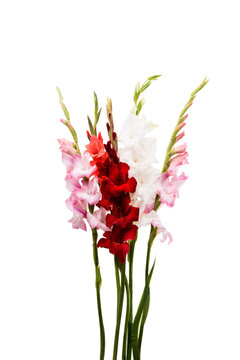 gladiolus flower isolated