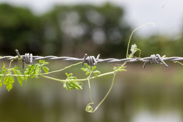 Treetop Gourd ivy on barbed wire