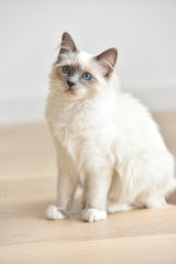 Portrait of Sacred of Birmanie kitten, cat
