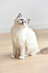 Portrait of Sacred of Birmanie kitten, cat