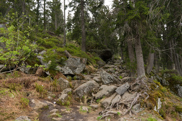 Bayerischer Wald