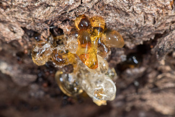 tree natural amber resin detail close up