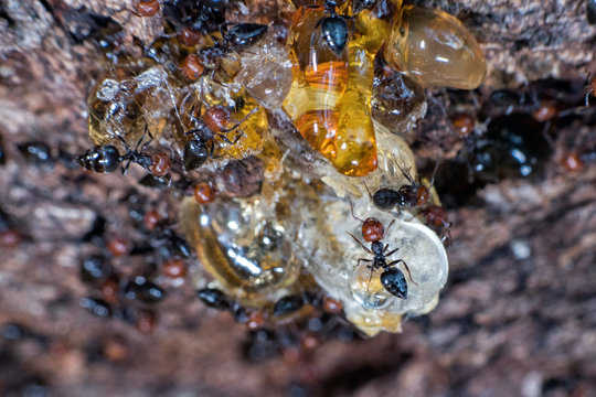 Red Head Ant Honeypot Myrmecocystus Close Up