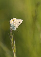 speckled butterfly on grass