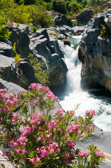 Oleander plant and a fall in the Alcantara river park, Sicily