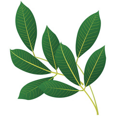 green leaf rubber tree natural